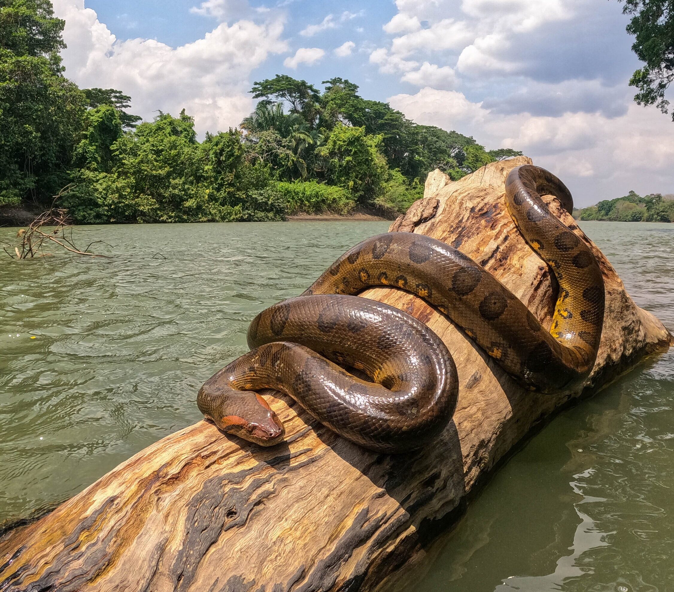 Turismo científico - Llanos orientales - Colombia - Anacondas